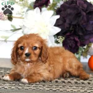 Lady, Cavalier King Charles Spaniel Puppy