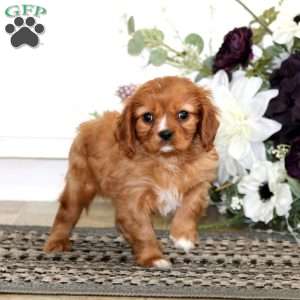 Lady, Cavalier King Charles Spaniel Puppy