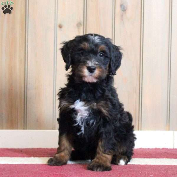 Laken, Mini Bernedoodle Puppy