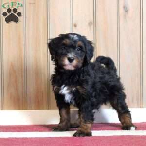 Laken, Mini Bernedoodle Puppy