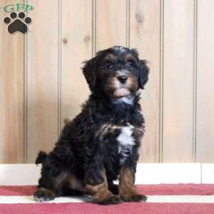 Laken, Mini Bernedoodle Puppy