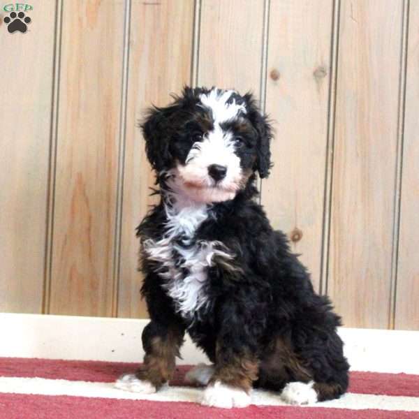 Lana, Mini Bernedoodle Puppy