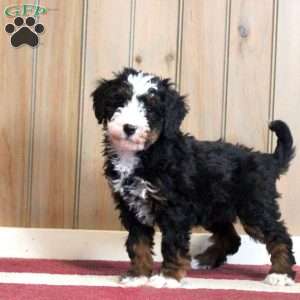 Lana, Mini Bernedoodle Puppy