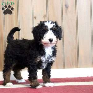 Lana, Mini Bernedoodle Puppy