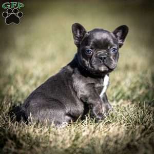 Lance, Frenchton Puppy