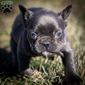 Lance, Frenchton Puppy