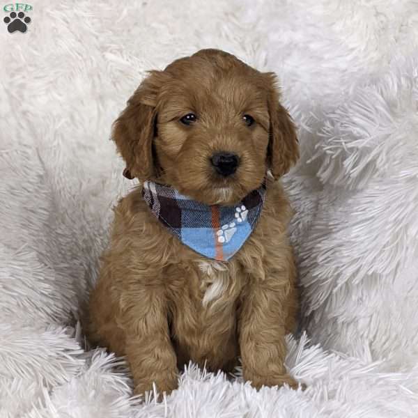 Lando, Mini Goldendoodle Puppy