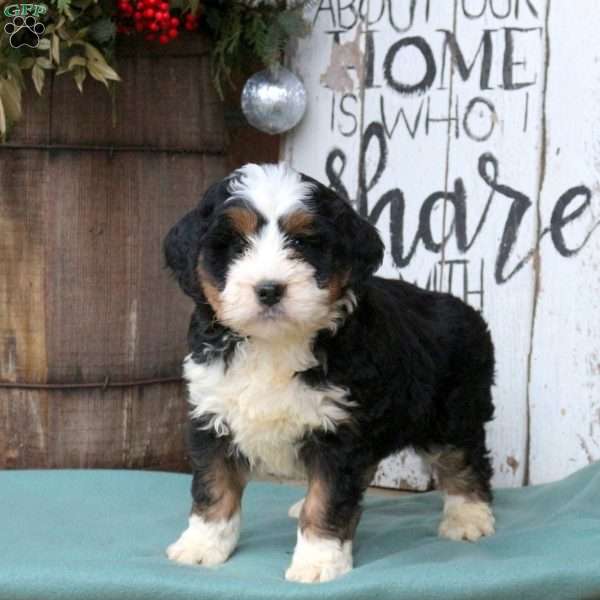 Landon, Bernedoodle Puppy