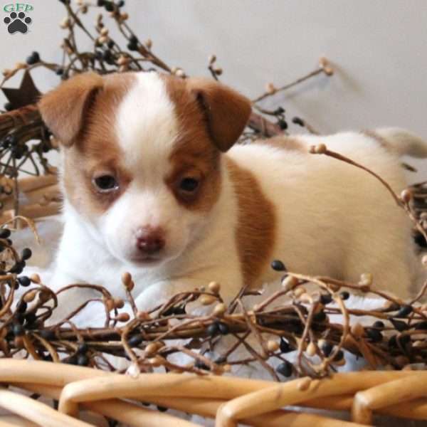 Landon, Jack Russell Terrier Puppy