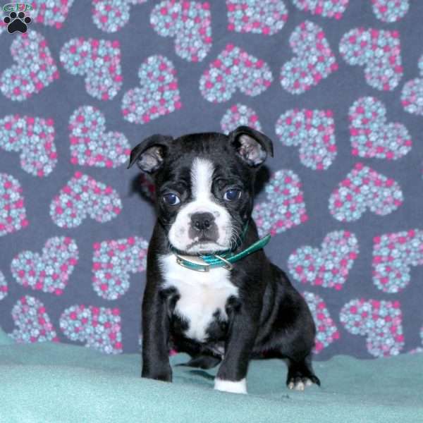 Landon, Boston Terrier Puppy