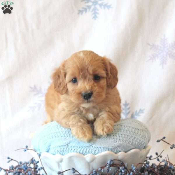 Landon, Cavachon Puppy