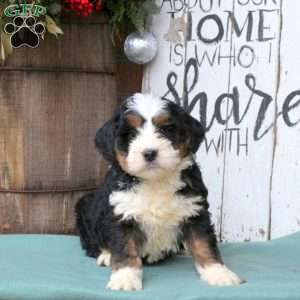 Landon, Bernedoodle Puppy