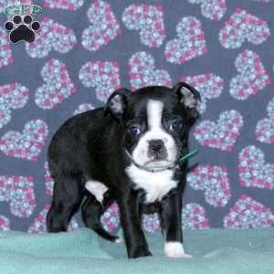 Landon, Boston Terrier Puppy