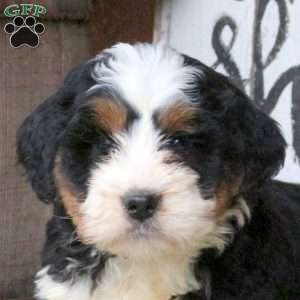 Landon, Bernedoodle Puppy