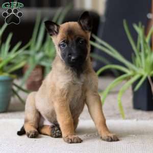 Lane, Belgian Malinois Puppy