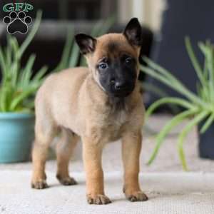 Lane, Belgian Malinois Puppy