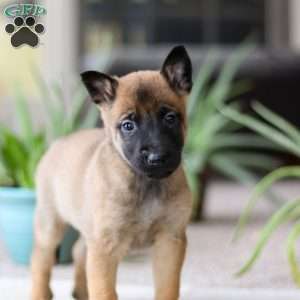 Lane, Belgian Malinois Puppy