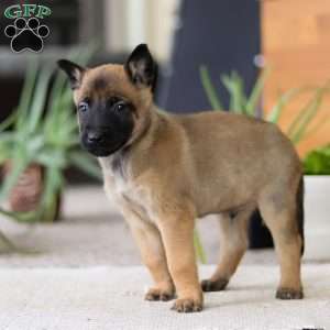 Lane, Belgian Malinois Puppy