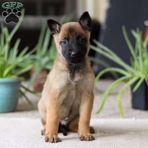 Lane, Belgian Malinois Puppy