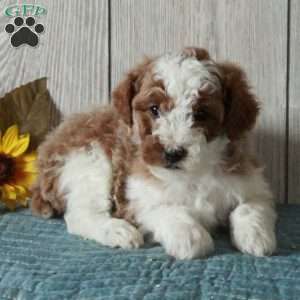 Larry-Moyen, Standard Poodle Puppy