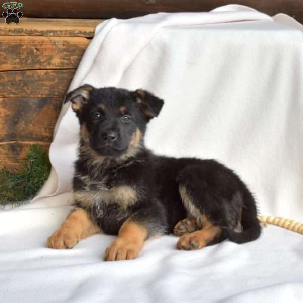 Laser, German Shepherd Puppy