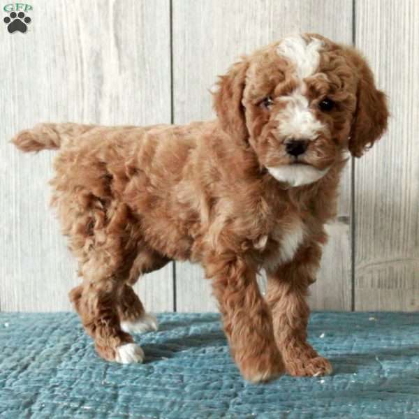 Lassie-Moyen, Standard Poodle Puppy