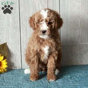 Lassie-Moyen, Standard Poodle Puppy