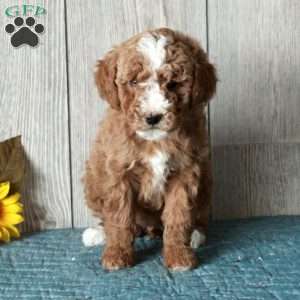 Lassie-Moyen, Standard Poodle Puppy