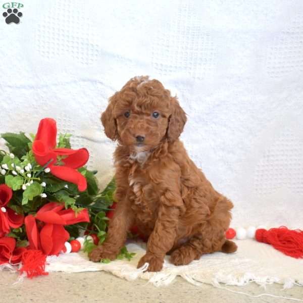 Latte, Miniature Poodle Puppy