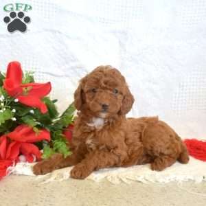 Latte, Miniature Poodle Puppy