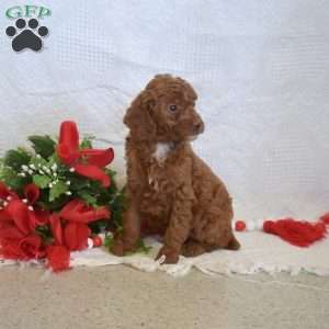 Latte, Miniature Poodle Puppy