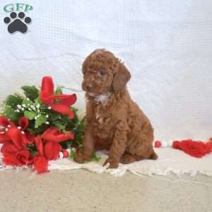 Latte, Miniature Poodle Puppy