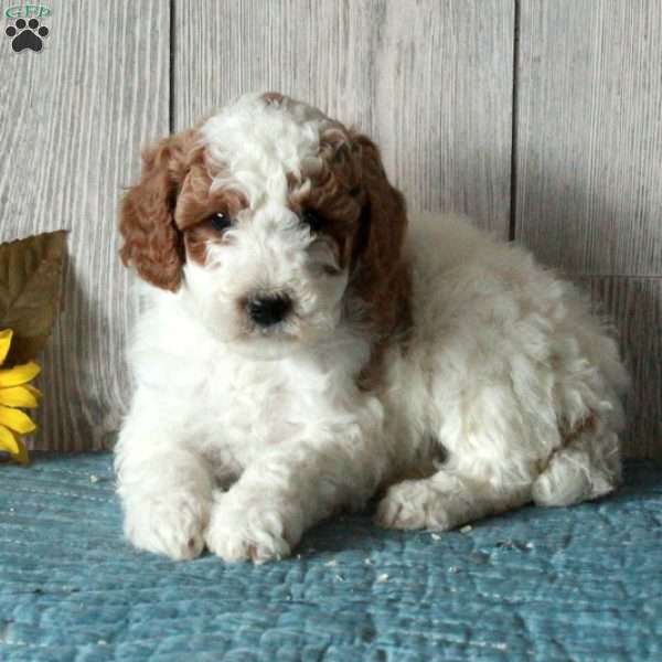 Laura-Moyen, Standard Poodle Puppy