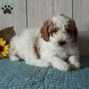 Laura-Moyen, Standard Poodle Puppy