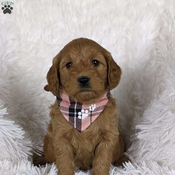 Laurel, Mini Goldendoodle Puppy