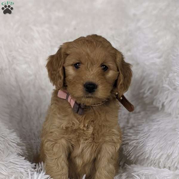 Lavender, Mini Goldendoodle Puppy