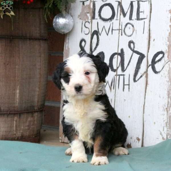 Layla, Bernedoodle Puppy