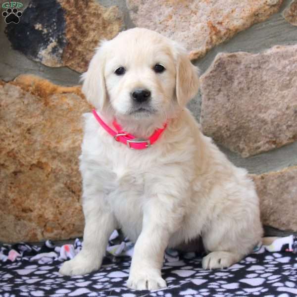 Layla, English Cream Golden Retriever Puppy