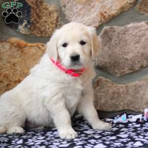 Layla, English Cream Golden Retriever Puppy