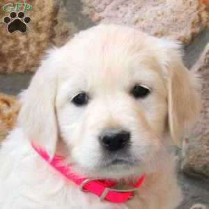 Layla, English Cream Golden Retriever Puppy