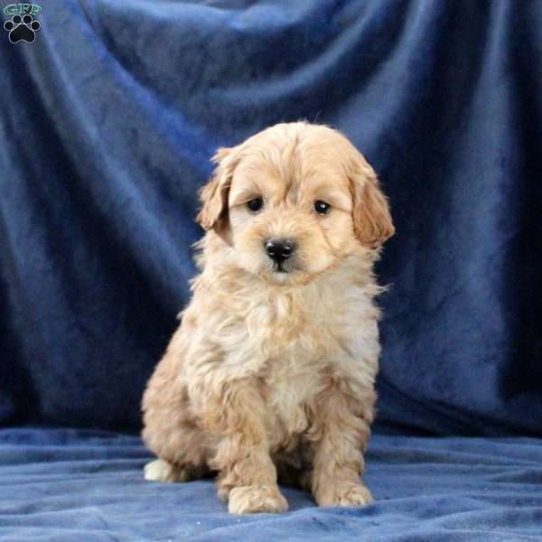 Layla, Mini Goldendoodle Puppy