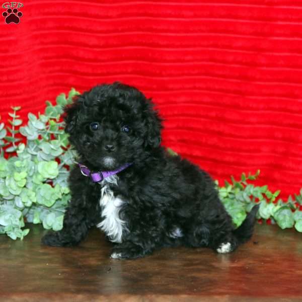 Layla, Shih-Poo Puppy