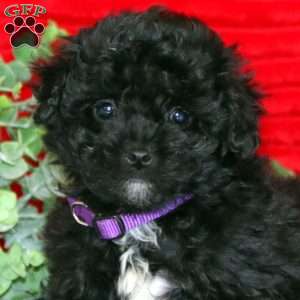 Layla, Shih-Poo Puppy