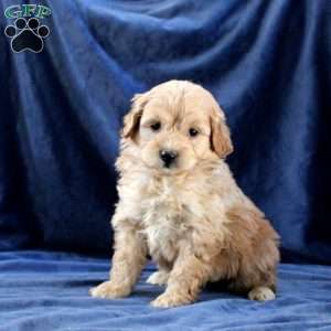 Layla, Mini Goldendoodle Puppy