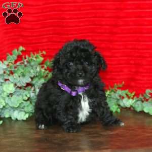 Layla, Shih-Poo Puppy