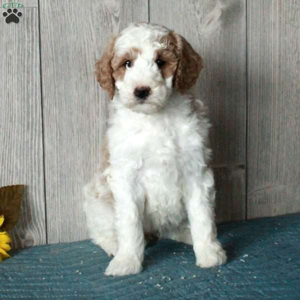 Leah-Moyen, Standard Poodle Puppy