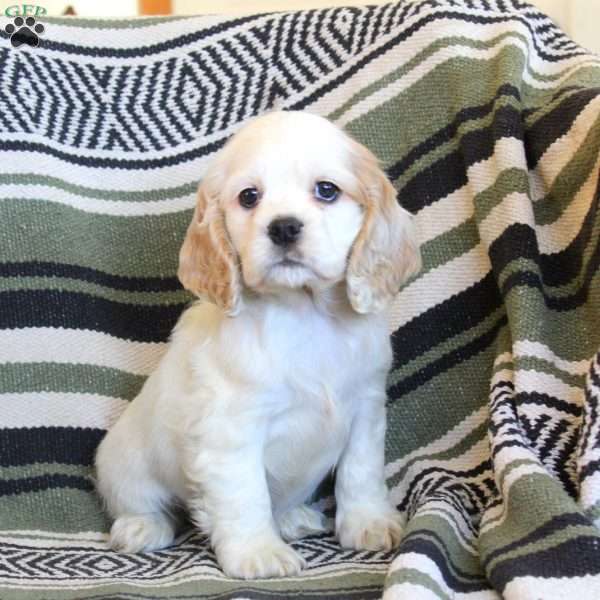 Leah, Cocker Spaniel Puppy