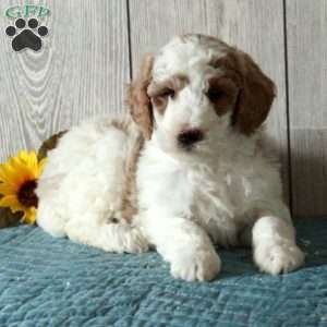 Leah-Moyen, Standard Poodle Puppy