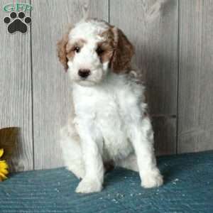 Leah-Moyen, Standard Poodle Puppy