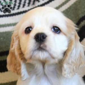 Leah, Cocker Spaniel Puppy